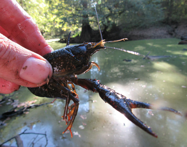 Crayfish